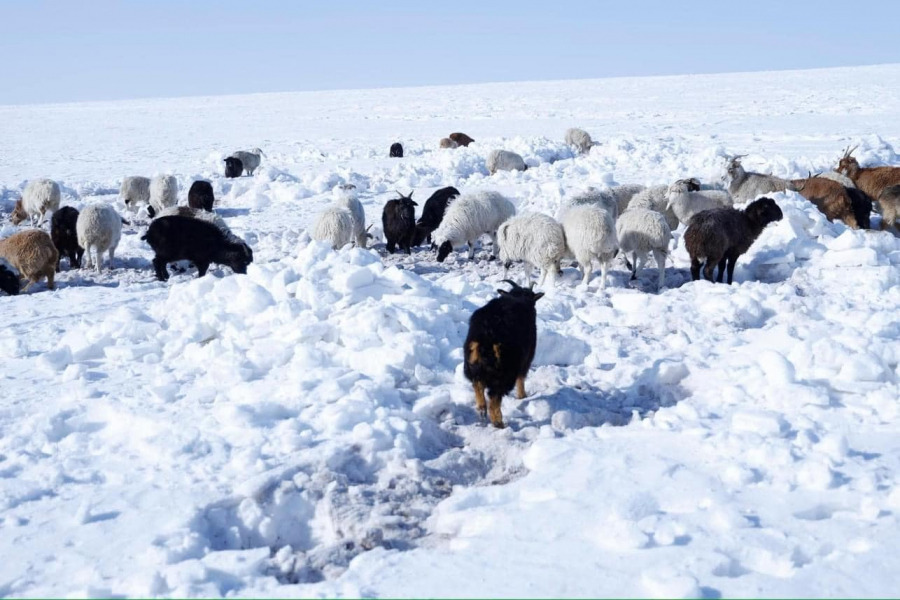 Цасан бүрхүүлийн хэмжээг өмнөх арван хоногтой харьцуулахад 5 хувиар буурсан байна